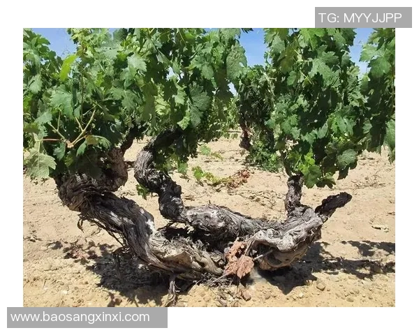 德国与智利对决谁能胜出分析及预测结果探讨 德国与智利对决谁能胜出分析及预测结果探讨